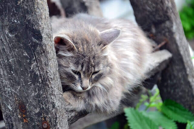 Arbre A Chat En Bois Comment Choisir L Arbre Ideal Pets Shopping