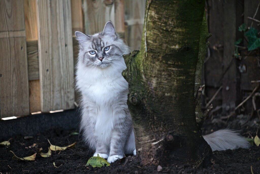 taille d'arbre à chat