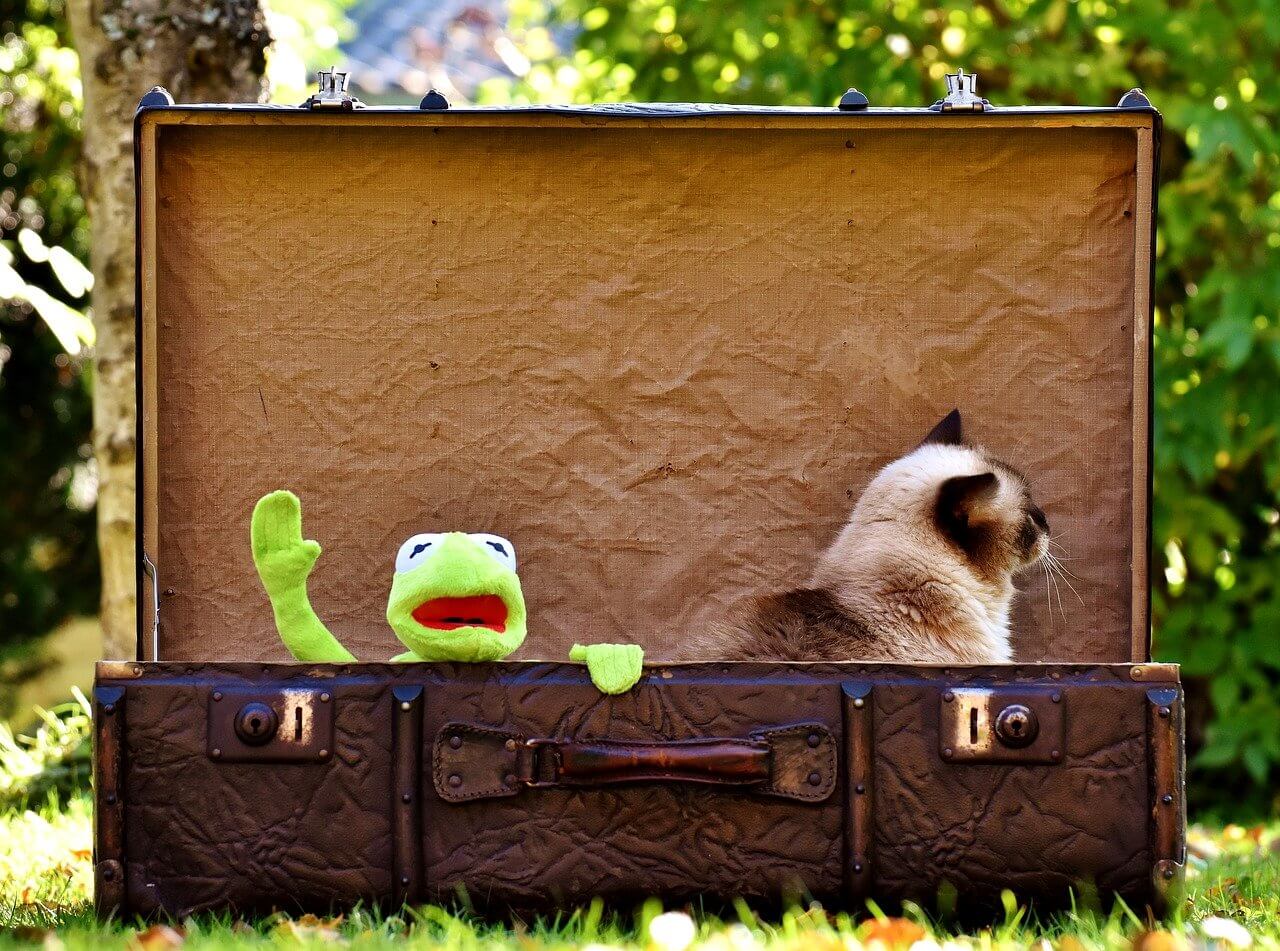 Pourquoi mon chat ne fait pas pipi dans sa litière