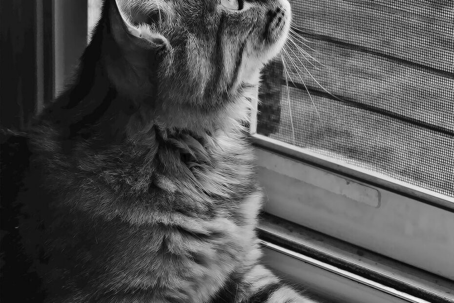 apprendre à passer par une chatière