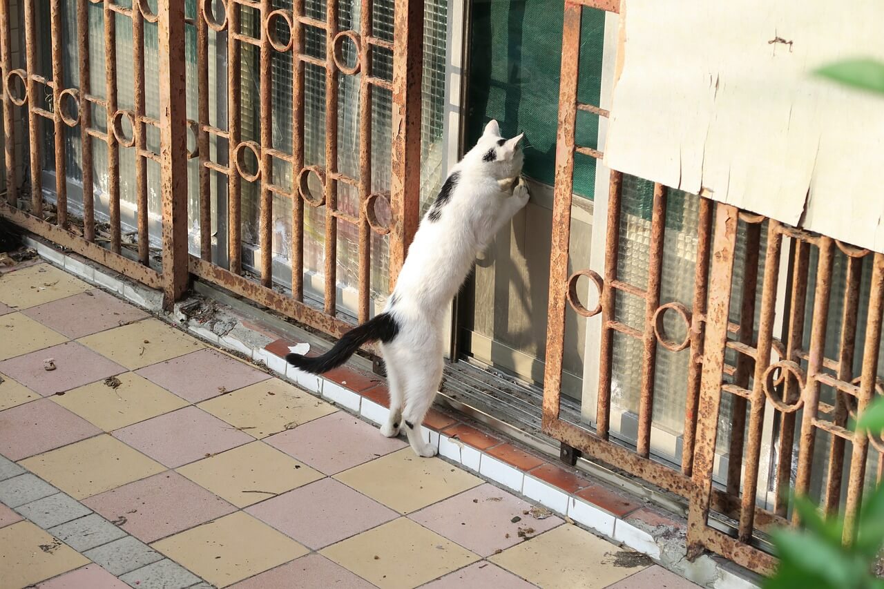 Comment faire sortir son chat sans chatière