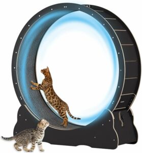 MIWOOYY Roue pour Chat Grande d'exercice