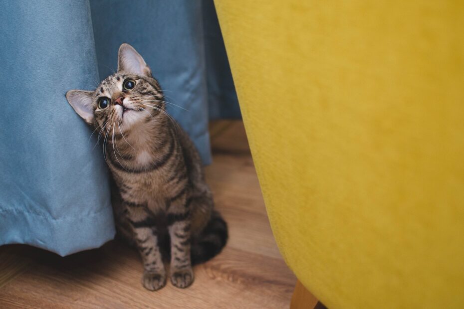 comment nourrir son chat d'appartement