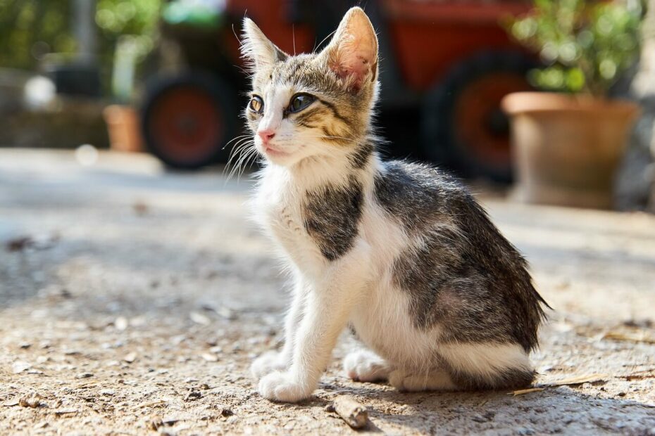 nourrir un chaton de 2 mois avec du fait maison